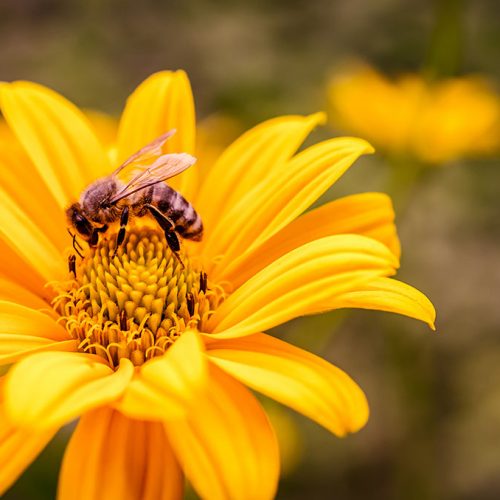 yellow-flower-with-bee-inside-2021-04-02-21-19-48-utc.jpg